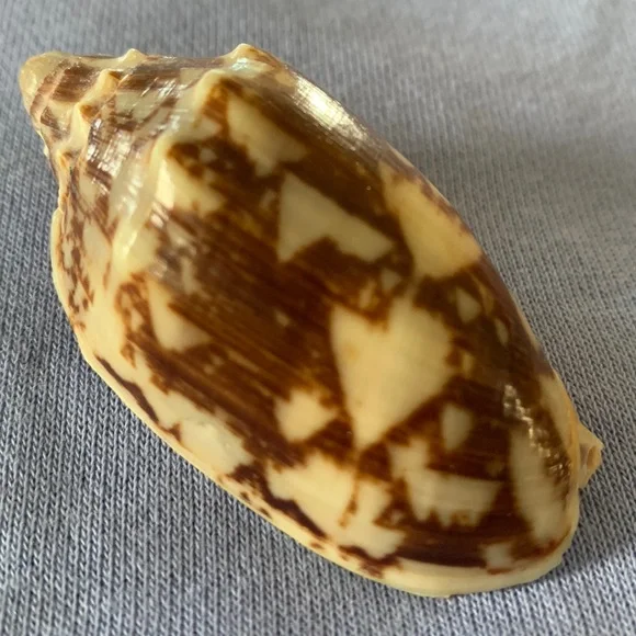 Bat Volute shell - Picture 2 of 7